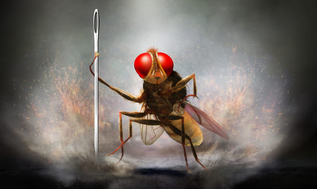 Eega